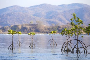 tropik mangrov ağaçlar