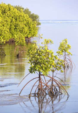 tropik mangrov ağaçlar