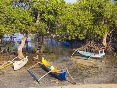 tropik mangrov ağaçlar