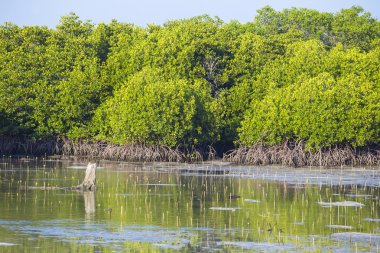 tropik mangrov ağaçlar