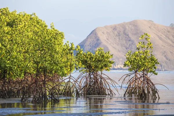 Alberi di mangrovie tropicali — Foto Stock