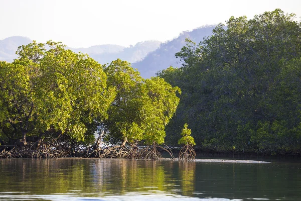 Alberi di mangrovie tropicali — Foto Stock