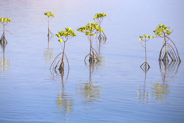 열 대 맹그로브 나무 — 스톡 사진