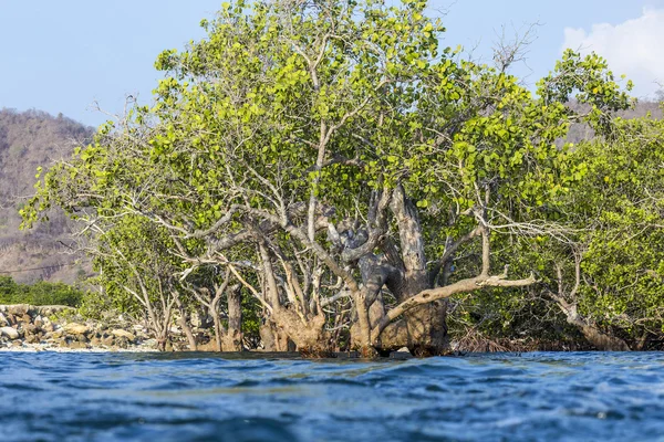 Alberi di mangrovie tropicali — Foto Stock