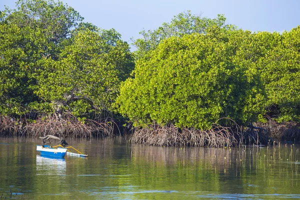 Tropical Mangrove trees — Stock Photo, Image