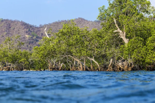 Alberi di mangrovie tropicali — Foto Stock