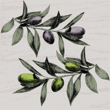 Zeytin elle çizilmiş dalları