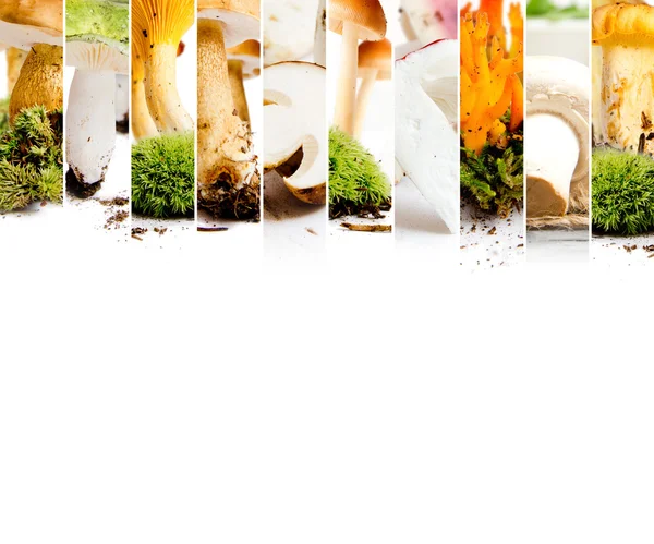 Various Mushroom Mix — Stock Photo, Image