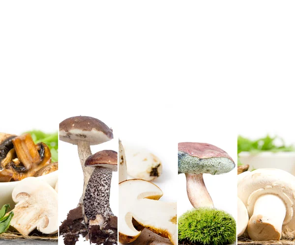 Jadalne grzyby Mix — Zdjęcie stockowe