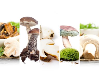 Yenilebilir mantar Mix
