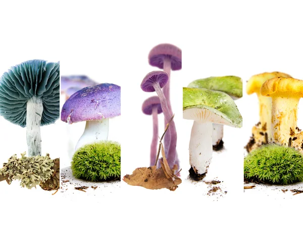 Various Mushroom Mix — Stock Photo, Image