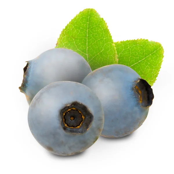 Blueberry elszigetelt — Stock Fotó