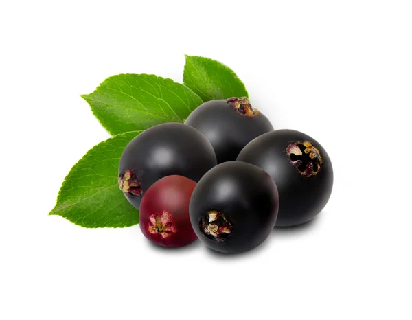 Elderberry isolated — Stock Photo, Image