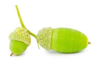 izole meşe palamudu