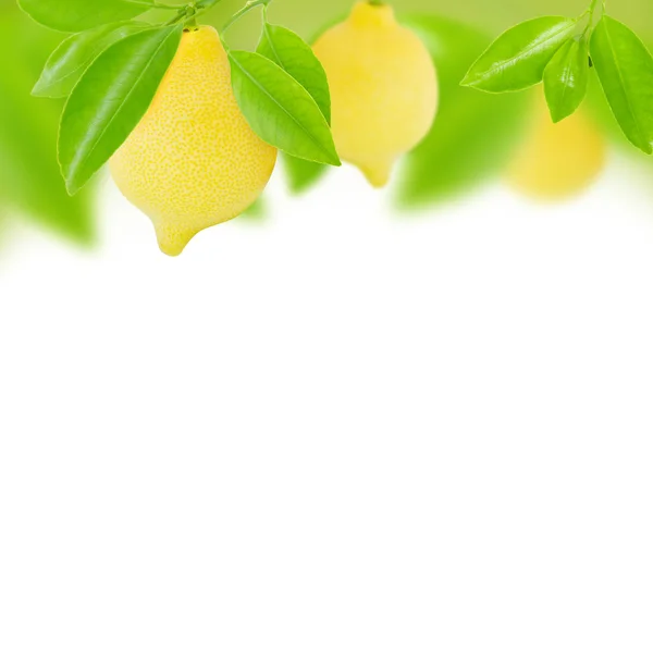 Limoni — Foto Stock