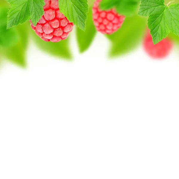 Himbeeren — Stockfoto