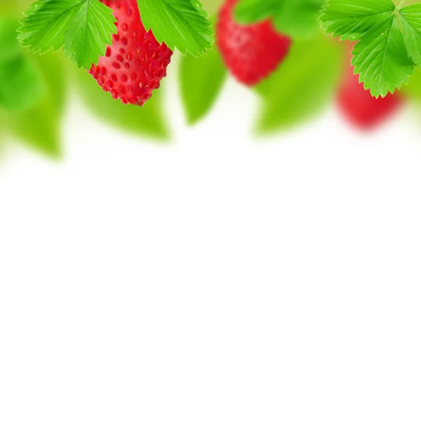 Strawberry — Stock Photo, Image