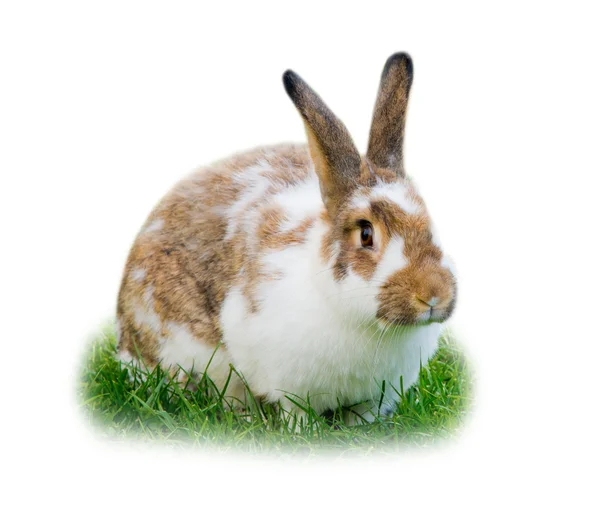 Kaninchen isoliert — Stockfoto