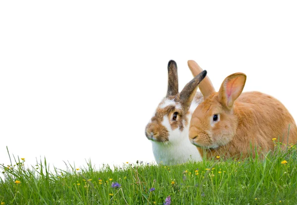 Kaninchen isoliert — Stockfoto