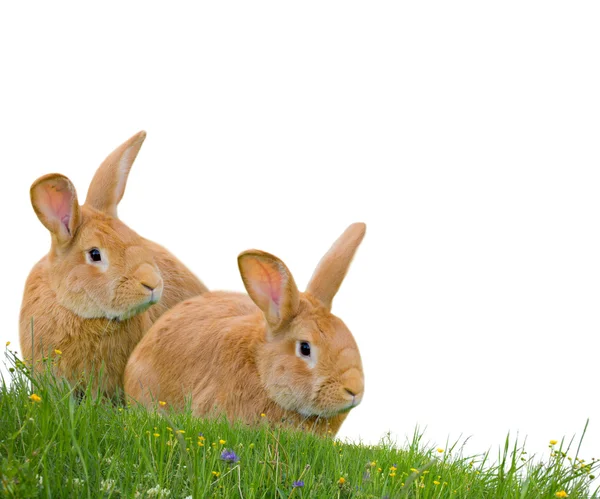 Rabbits isolated — Stock Photo, Image