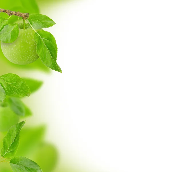 Grüne Äpfel — Stockfoto