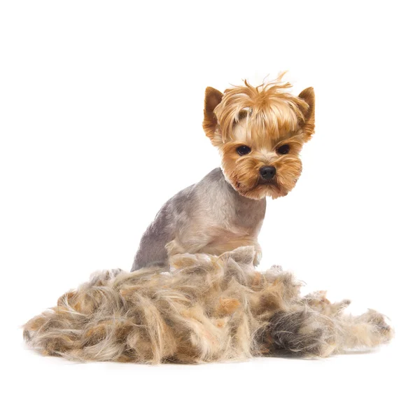 süs köpeği
