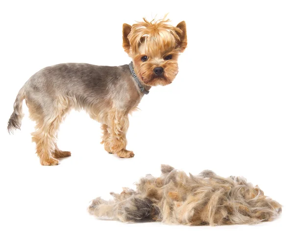 süs köpeği