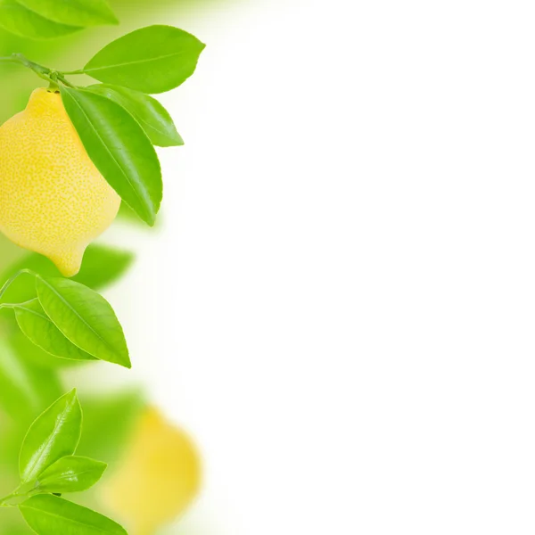 Lemons — Stock Photo, Image