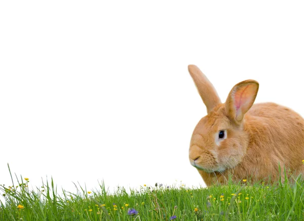 Conejo aislado —  Fotos de Stock