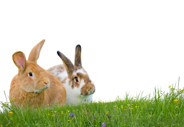 Konijnen geïsoleerd — Stockfoto