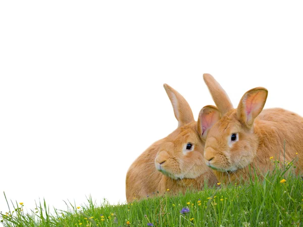 Rabbits isolated — Stock Photo, Image