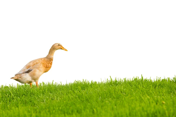 Canard isolé — Photo