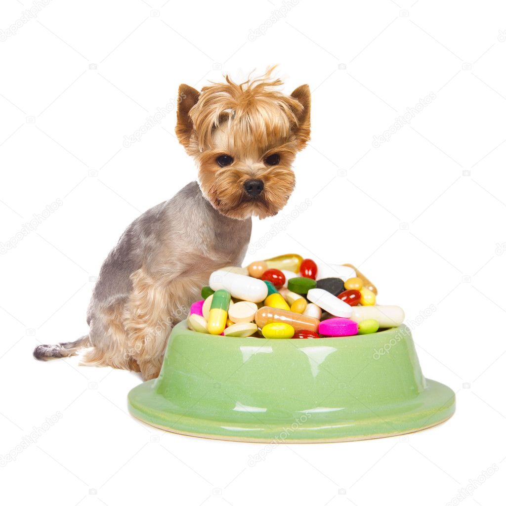 Dog with pills