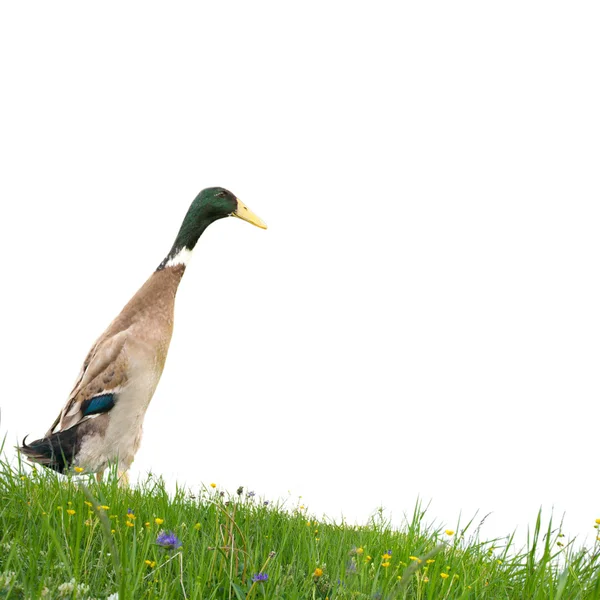 Canard isolé — Photo