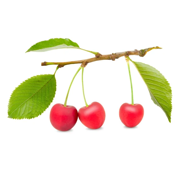 Cherries — Stock Photo, Image