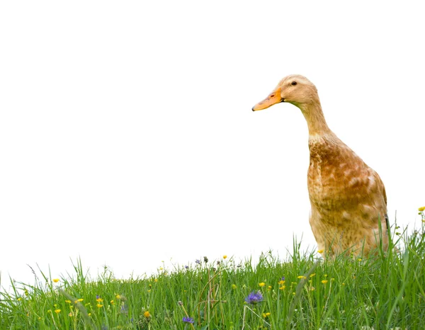 Duck isolated — Stock Photo, Image