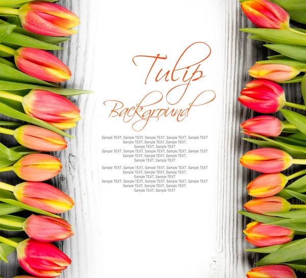 Tulip blooms — Stock Photo, Image