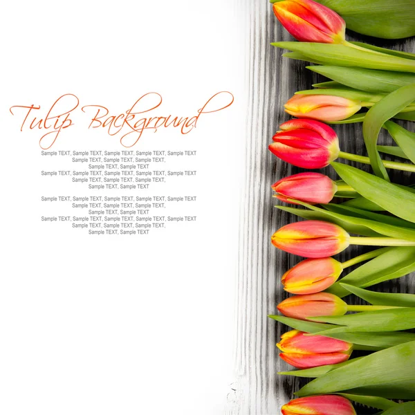 Tulip blooms — Stock Photo, Image