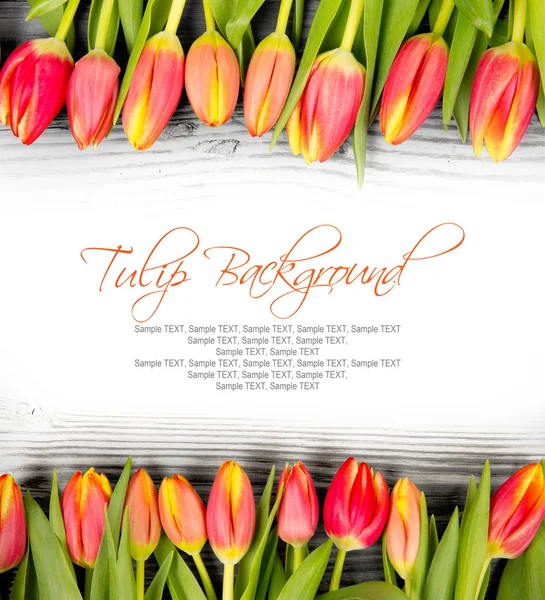 Tulip blooms — Stock Photo, Image