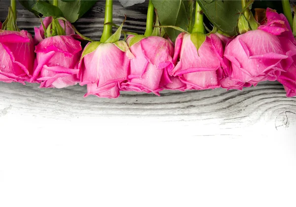 Roze bloemen — Stockfoto