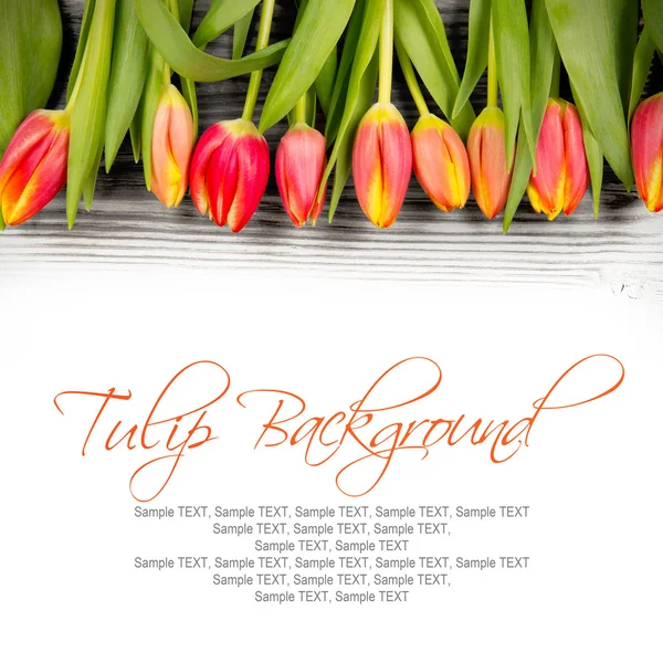 Tulp bloemen — Stockfoto
