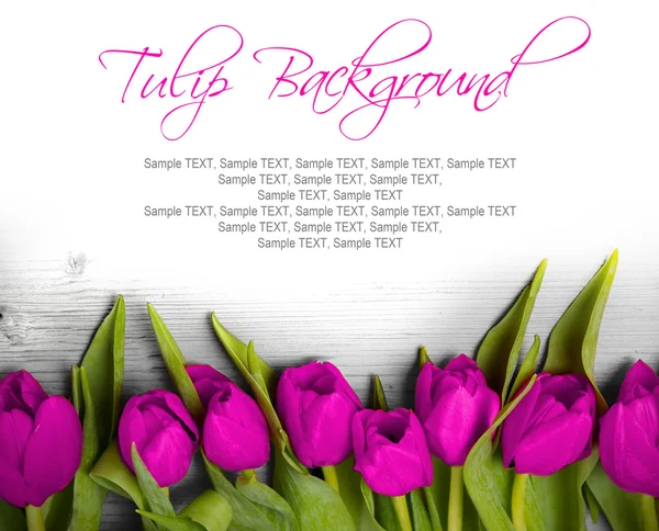 Tulip blooms — Stock Photo, Image