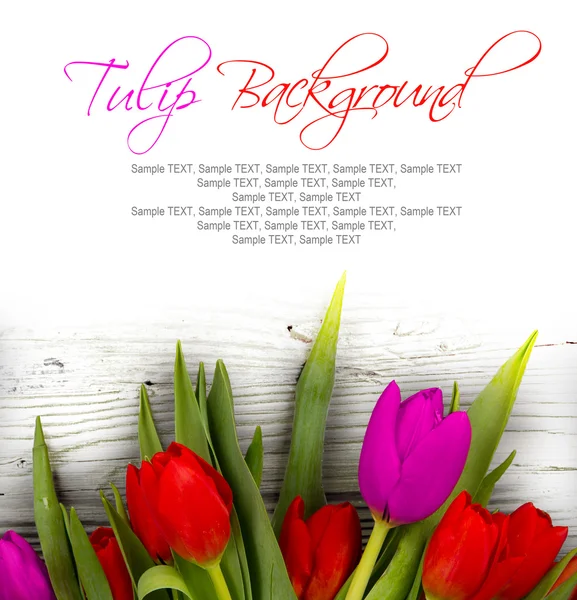 Tulip blooms — Stock Photo, Image