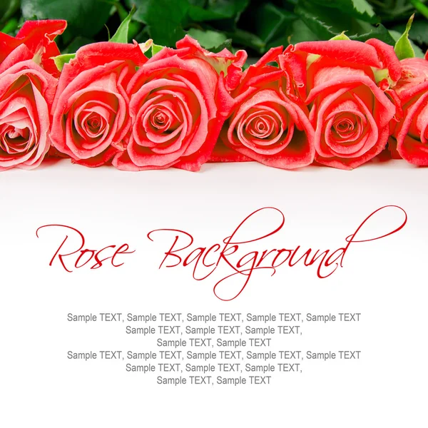 Roze bloemen — Stockfoto