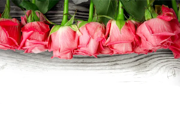 Roze bloemen — Stockfoto