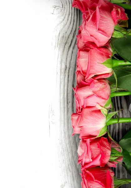Róża kwitnie — Zdjęcie stockowe