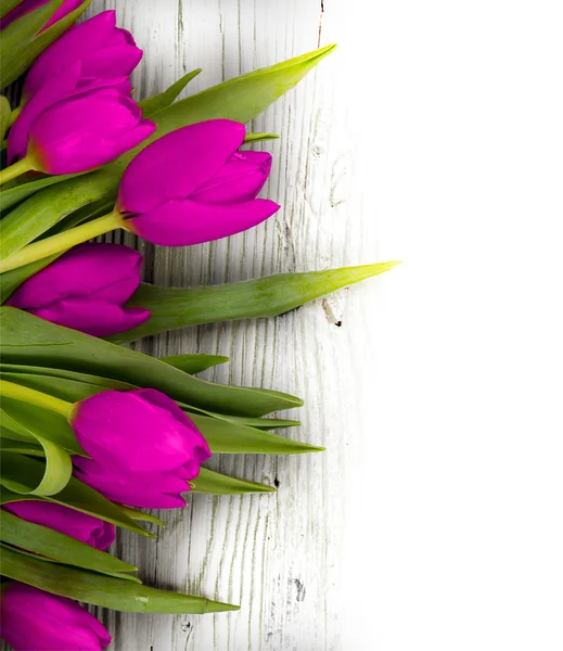 Tulip blooms — Stock Photo, Image