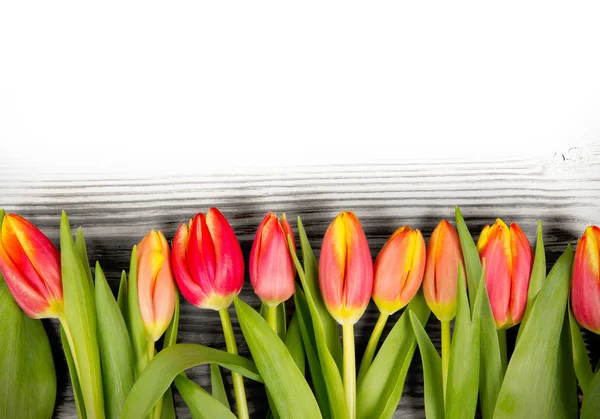 Tulpenblüten — Stockfoto