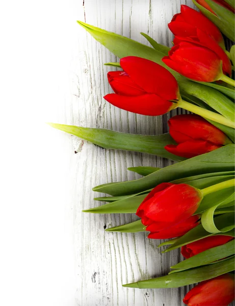 Tulip blooms — Stock Photo, Image