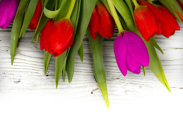 Tulpenblüten — Stockfoto